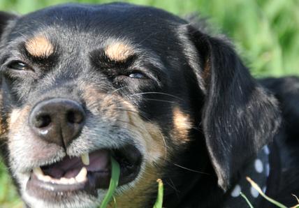 Dog eating grass