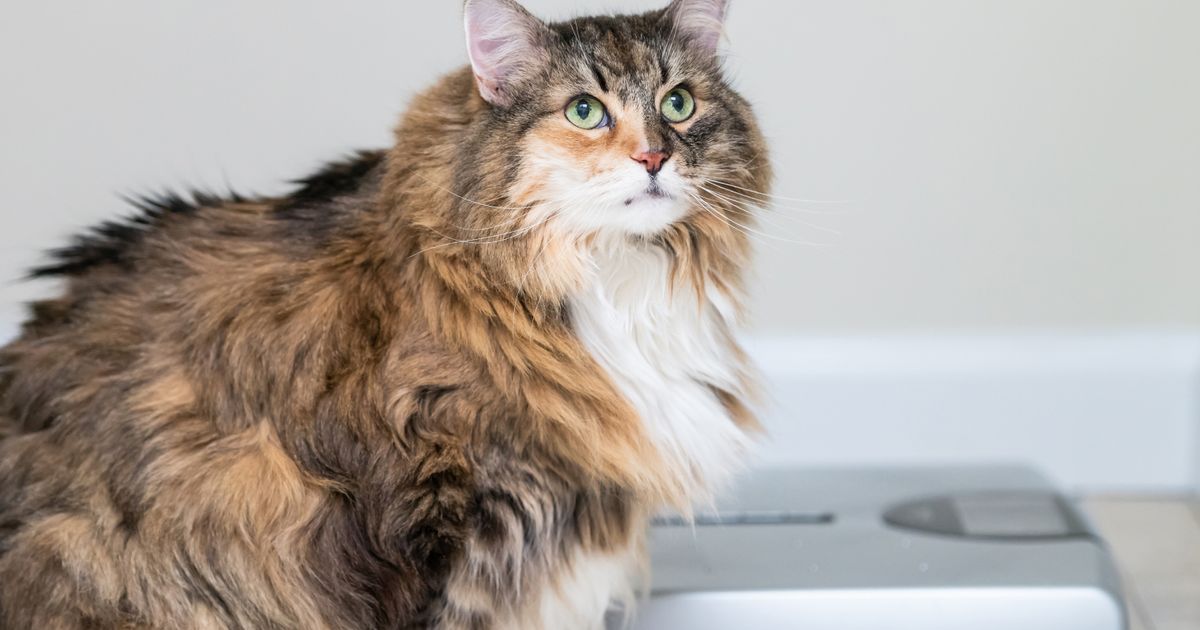 How to weigh your dog or cat at home ManyPets