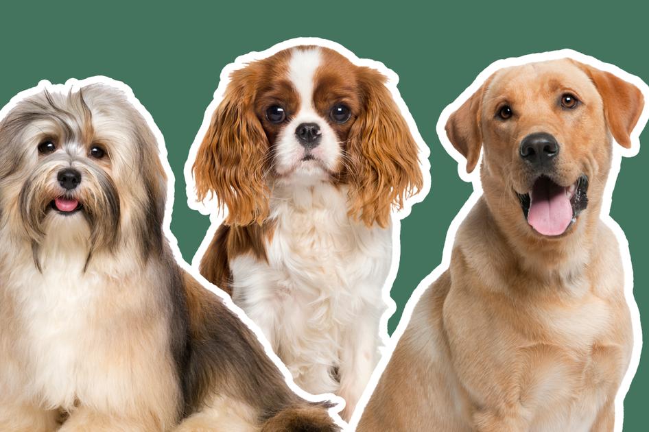 A Boxer dog, Havanese, King Charles Spaniel, Labrador, and Beagle all cut out with a white outline, on a solid green background