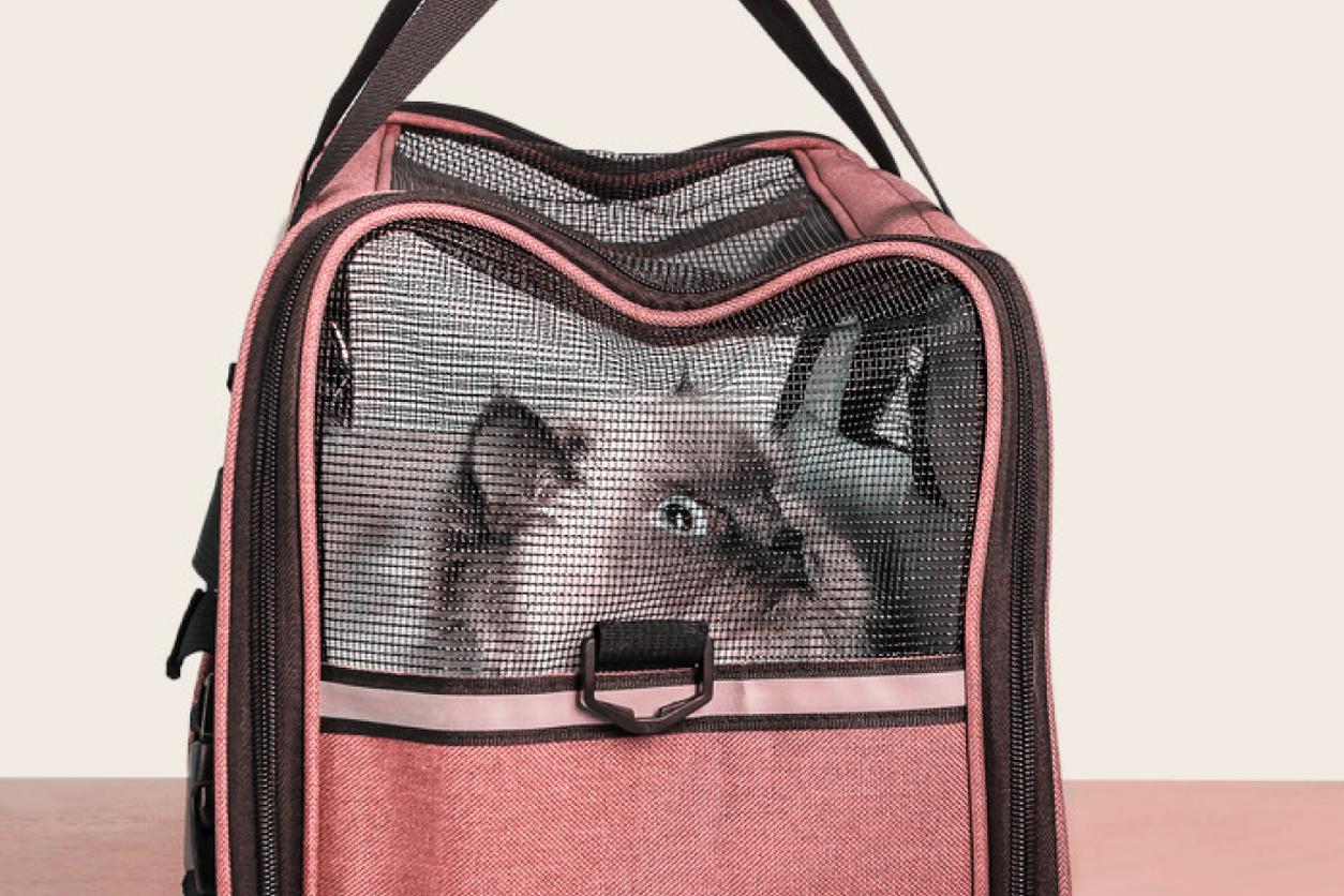Cat in travel bag