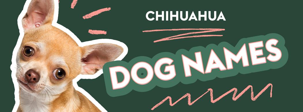 "Chihuahua dog names" in bold font, white and pink on green background, in the style of a cartoon, cute gold doodle dog with tongue out in the corner of the photo, colorful design elements, simple design, white border around the text