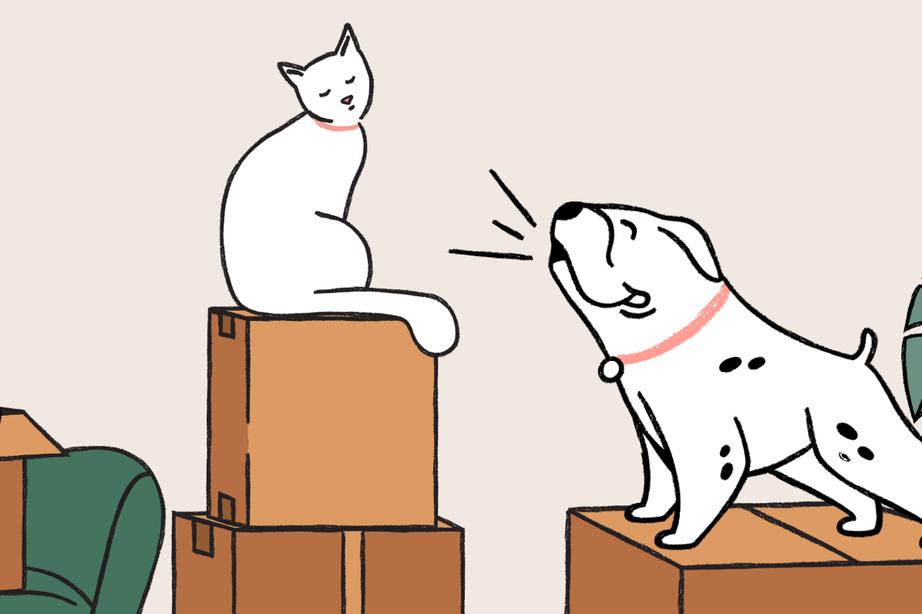 An illustration of one white cat perched atop stack of moving boxes, another cat peeking out of the top of a box on a green armchair, and a spotted white dog barking toward the cats.