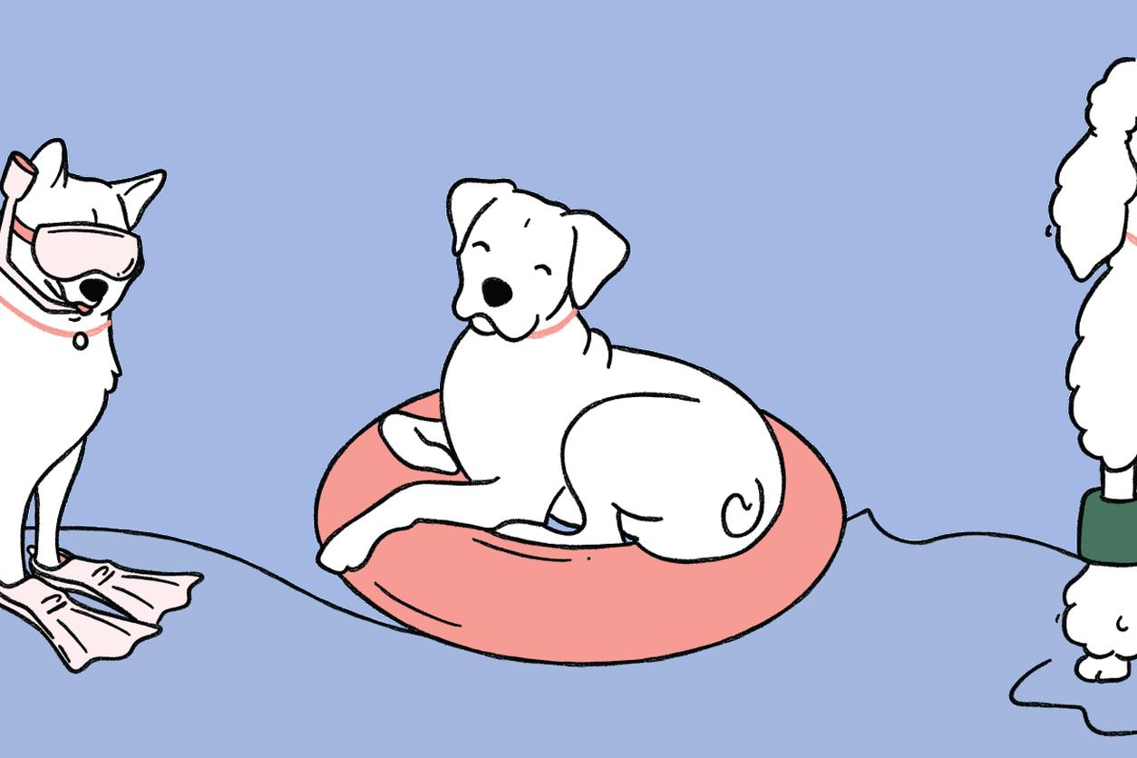 Illustration of 3 dogs. One wearing scuba gear, one in a pool float, and one with swimmies on it's legs