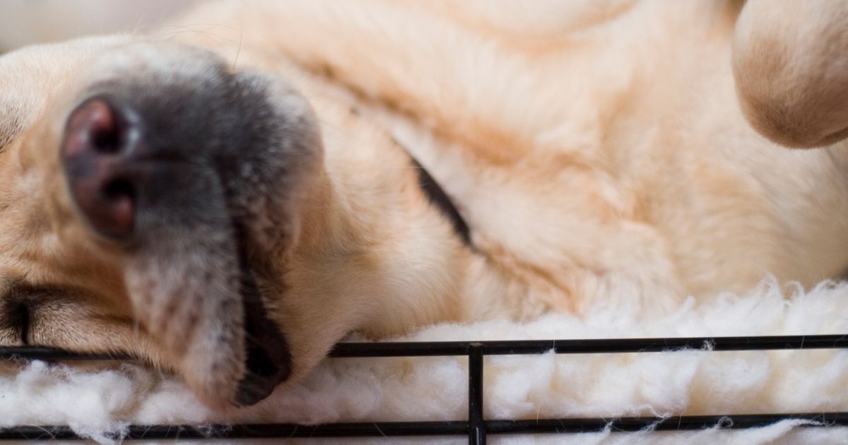 How to help your rescue dog settle in ManyPets