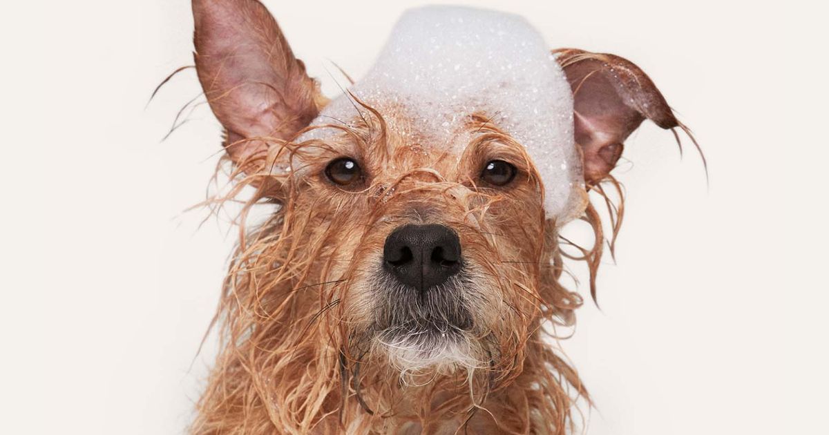 Bathing dog store with skin infection