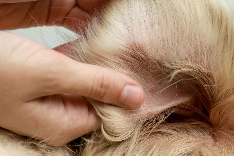 Dogs ear being examined