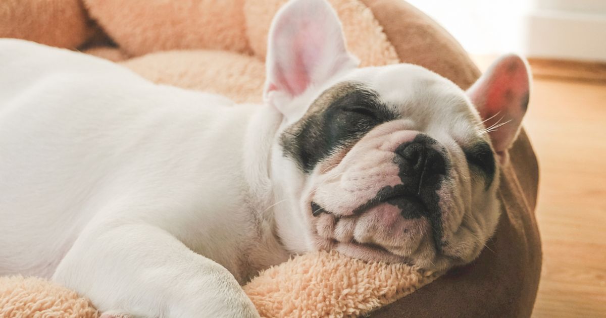 What do dogs actually dream about? ManyPets