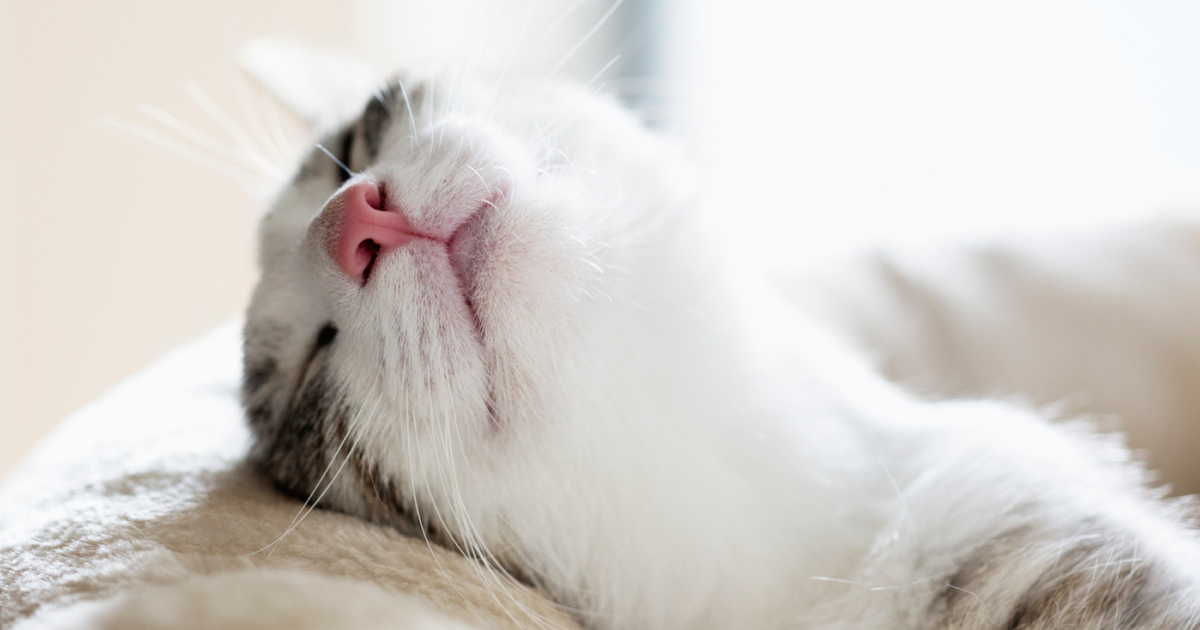 Do cats dream? ManyPets