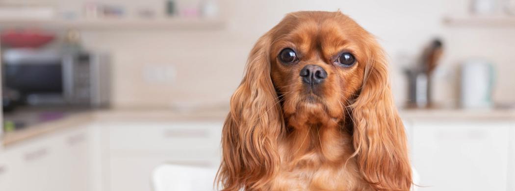 King Charles Cavalier Spaniel looking directly into camera in front of blurred out kitchen.