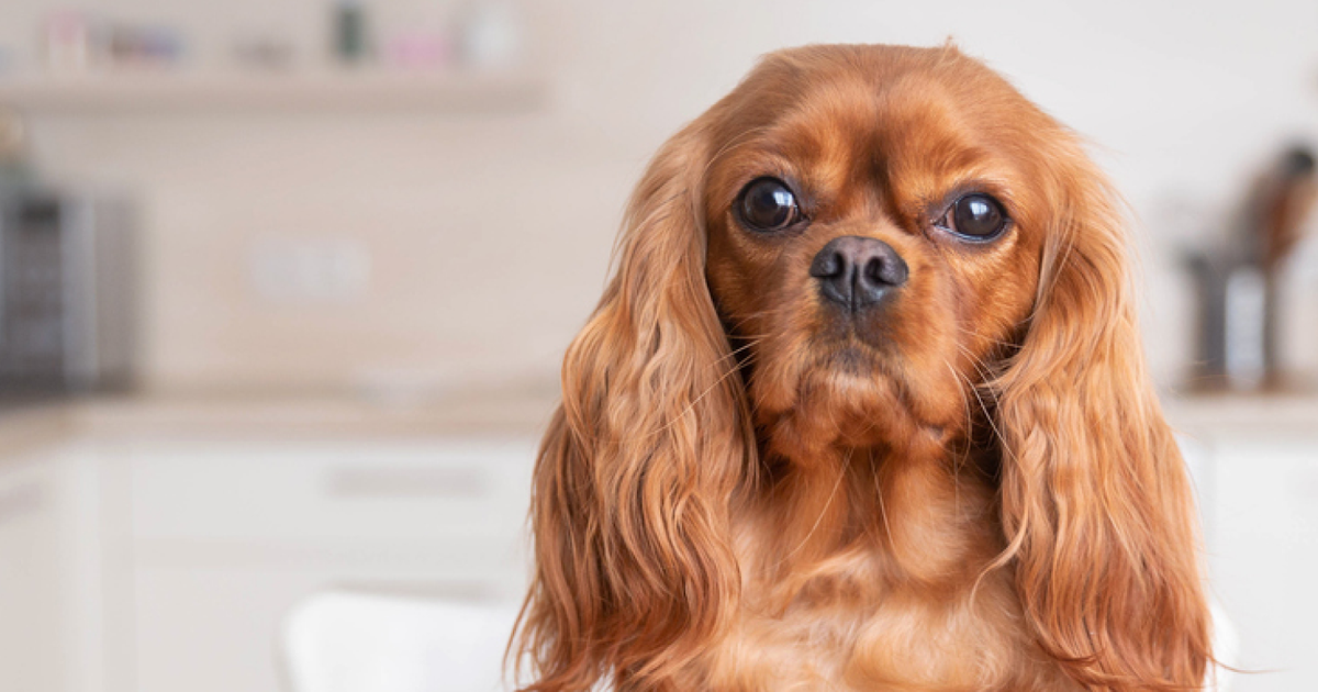 King cavalier best sale king charles spaniel