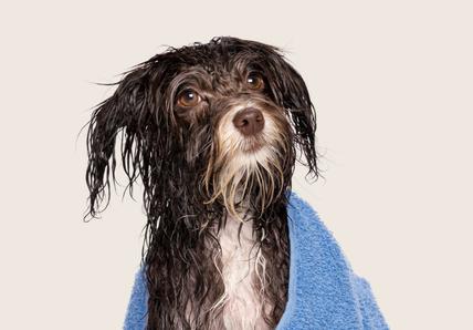How often should you wash your dog