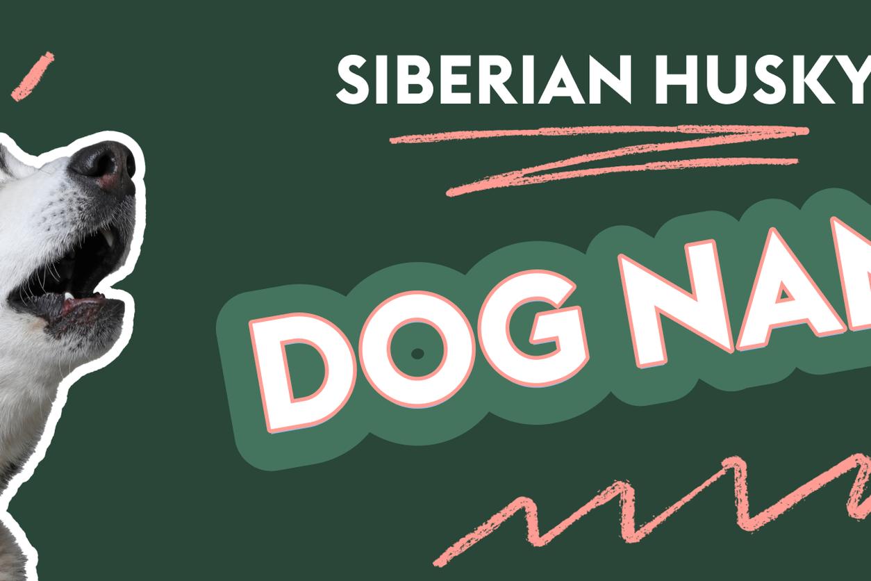 An image featuring a Siberian Husky with its mouth open next to the text "Siberian Husky Dog Names" on a dark green background, with pink lines around dog's head.