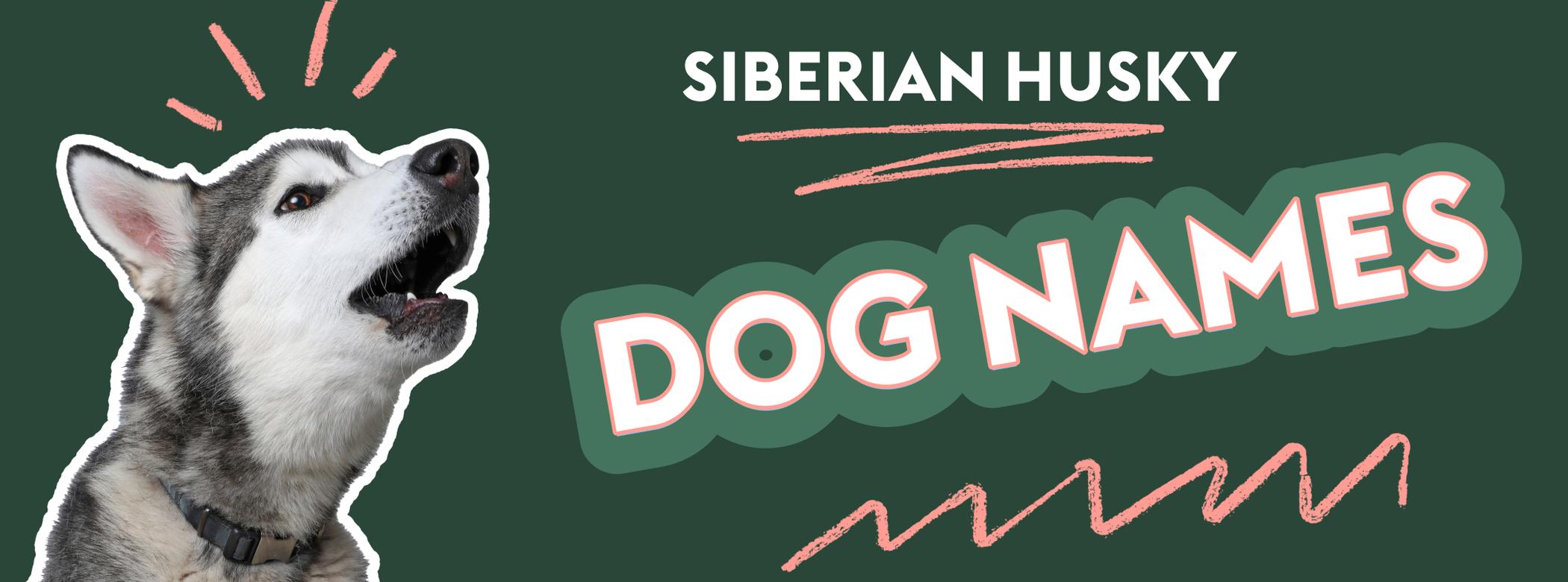 An image featuring a Siberian Husky with its mouth open next to the text "Siberian Husky Dog Names" on a dark green background, with pink lines around dog's head.