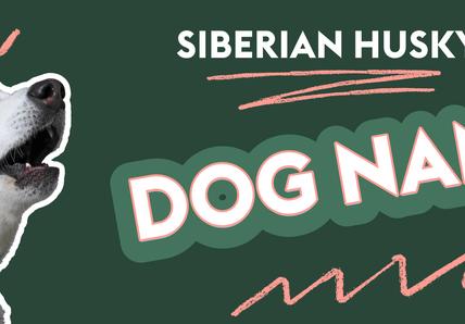 An image featuring a Siberian Husky with its mouth open next to the text "Siberian Husky Dog Names" on a dark green background, with pink lines around dog's head.