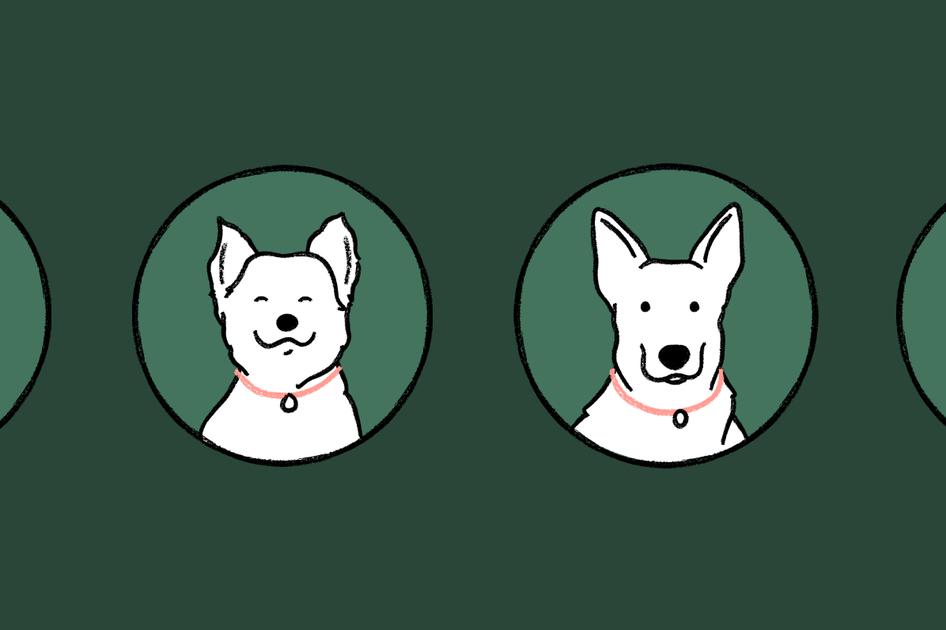 illustrations of four white dogs in circles on a green background