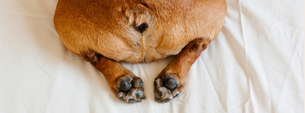 Picture of Dog anal gland infections | ManyPets