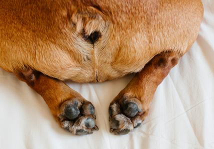 Image of a brown dog's behind