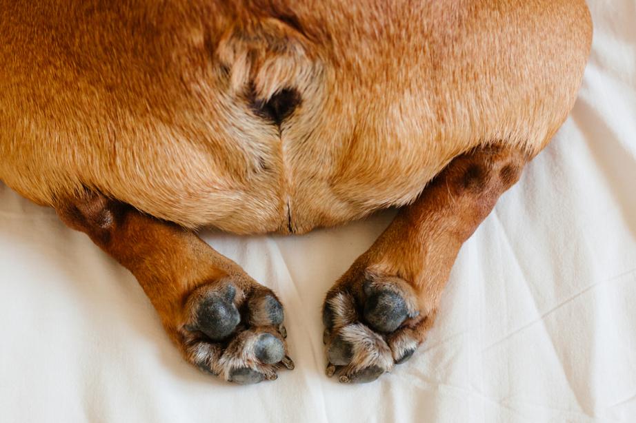 Image of a brown dog's behind