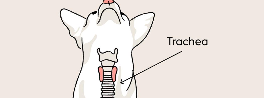 An anatomical illustration of a dog's neck showing the trachea