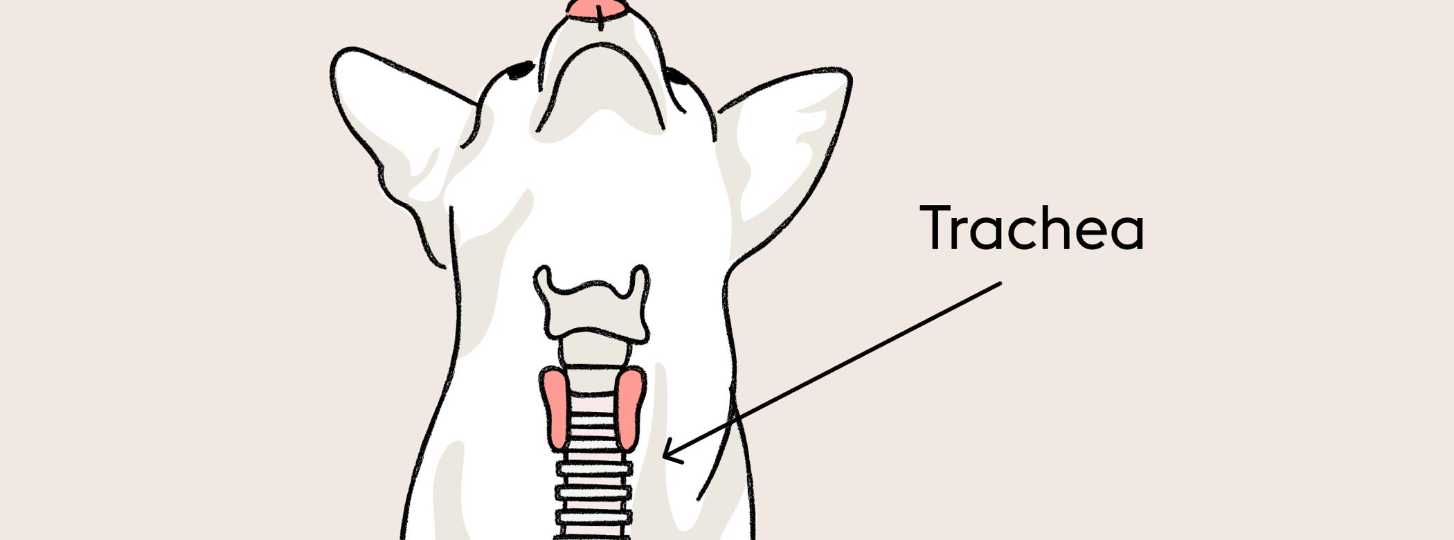 Collapsed trachea in dogs | ManyPets