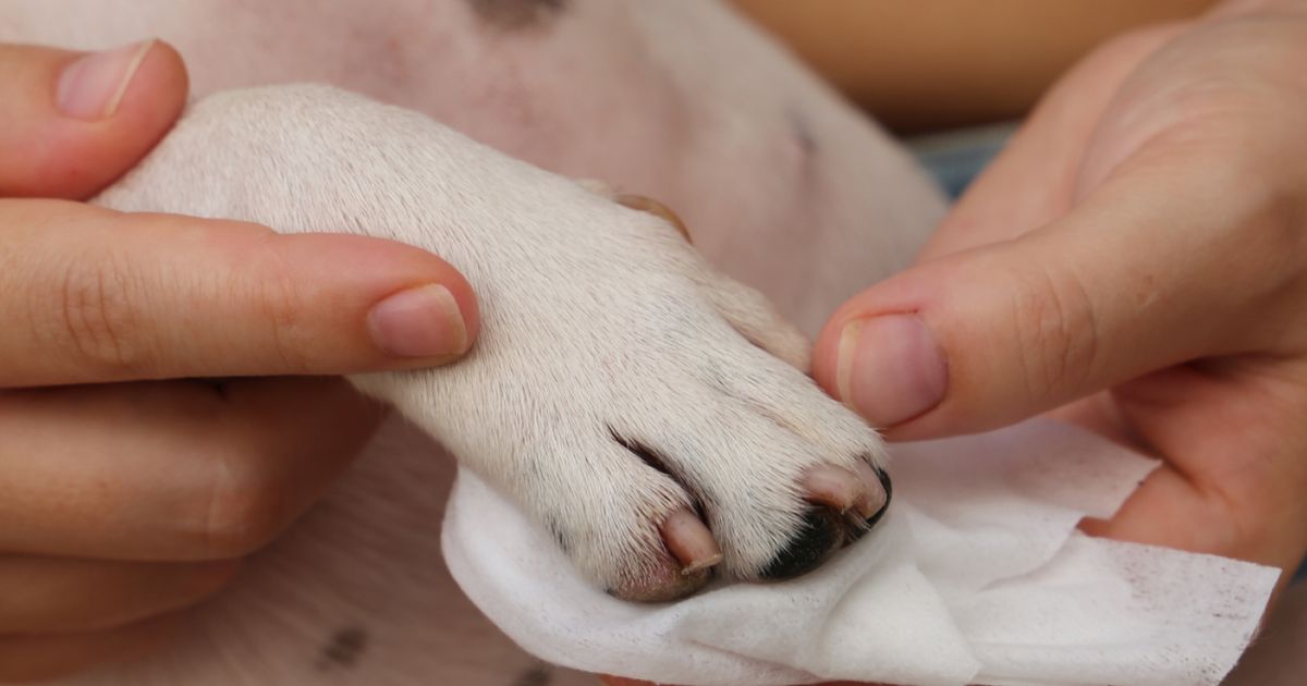 What To Do When Your Dog Breaks Their Nail - SitStay