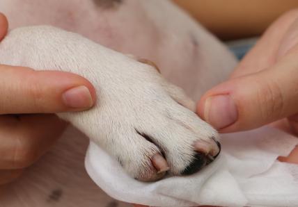Closeup of dogs paw and nails