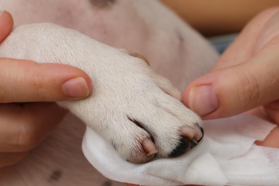 Closeup of dogs paw and nails