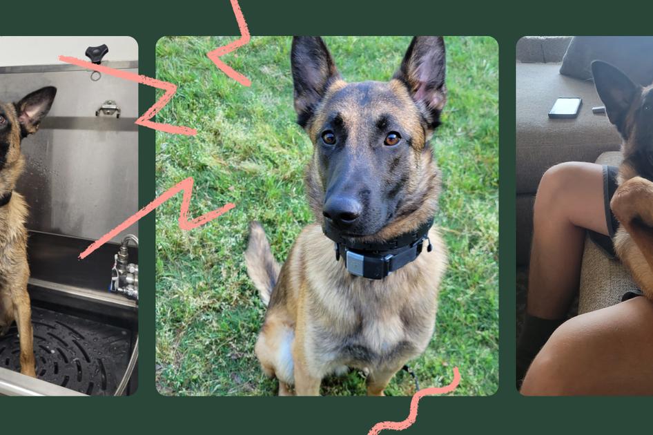 Three images of a brown and black former k9 dog: in a bath, sitting on grass, and being held on a couch, surrounded by pink doodles.