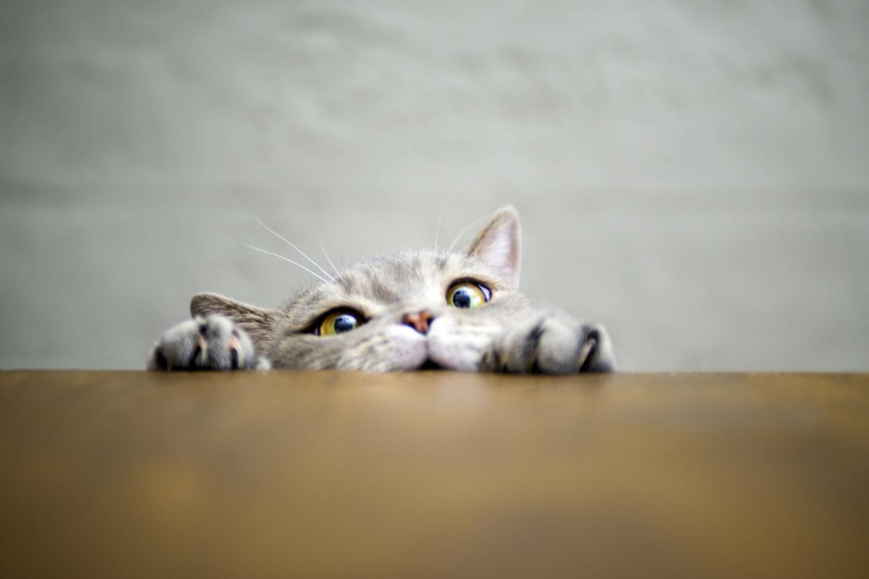 A cat peers over the table while trying to climb it, it is a humorous photo and the cat is pulling a funny, struggling face