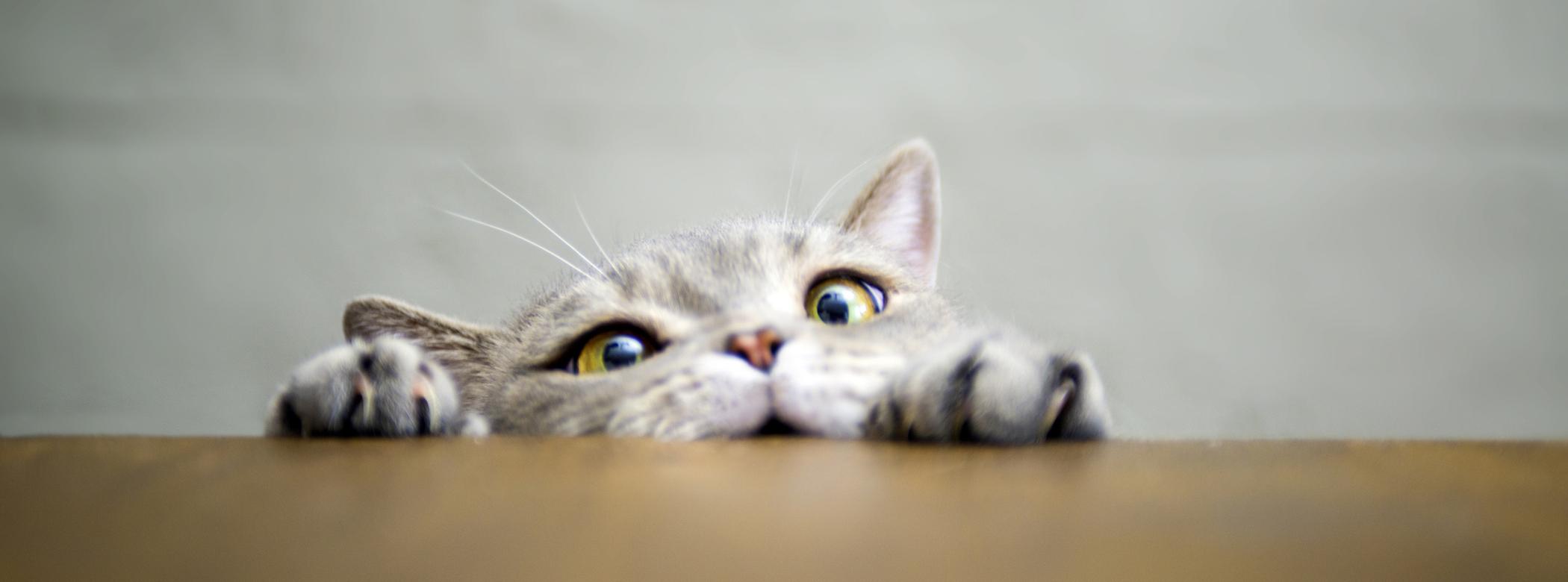 A cat peers over the table while trying to climb it, it is a humorous photo and the cat is pulling a funny, struggling face