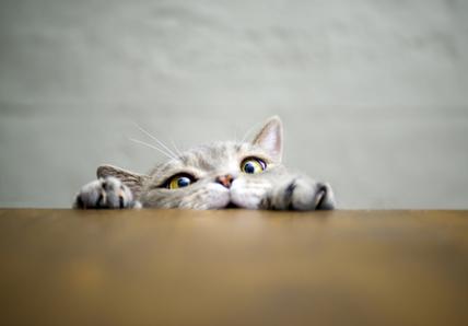 A cat peers over the table while trying to climb it, it is a humorous photo and the cat is pulling a funny, struggling face