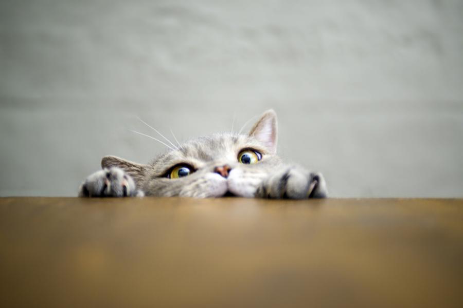 A cat peers over the table while trying to climb it, it is a humorous photo and the cat is pulling a funny, struggling face