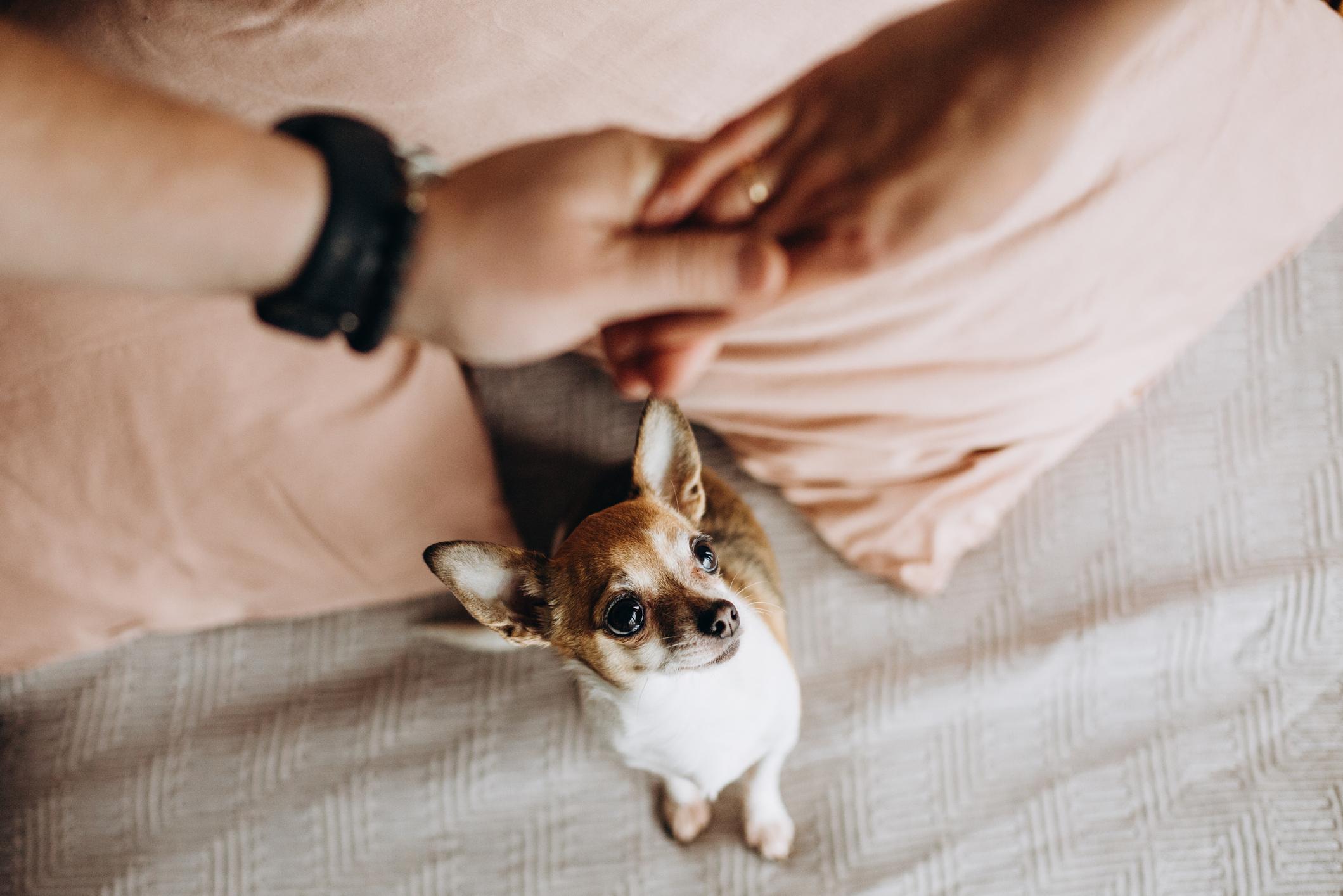 Image of a brown Chihuahua looking at two people holding hands, the dog has a jealous expression