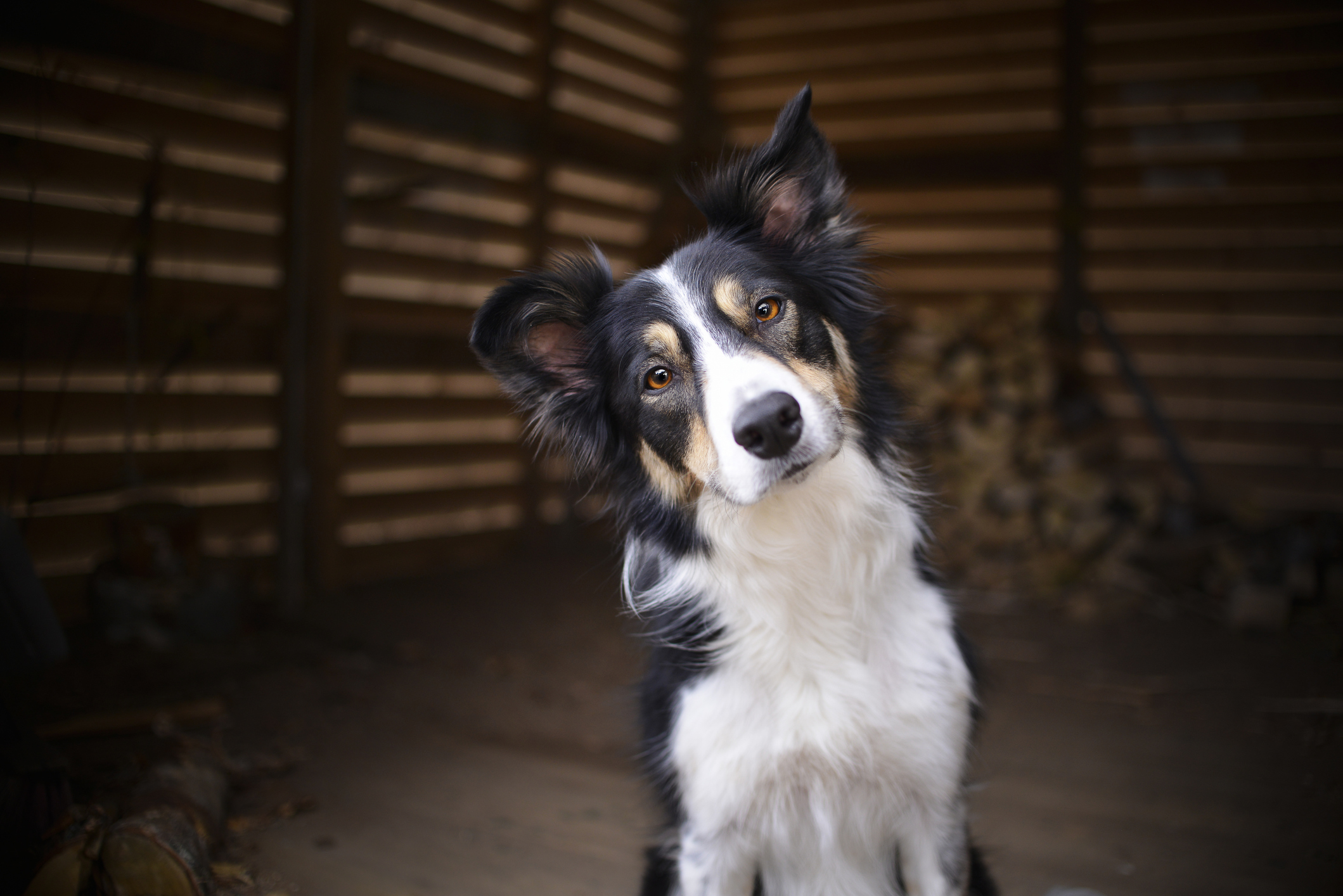 border collie easiest dog breeds to train