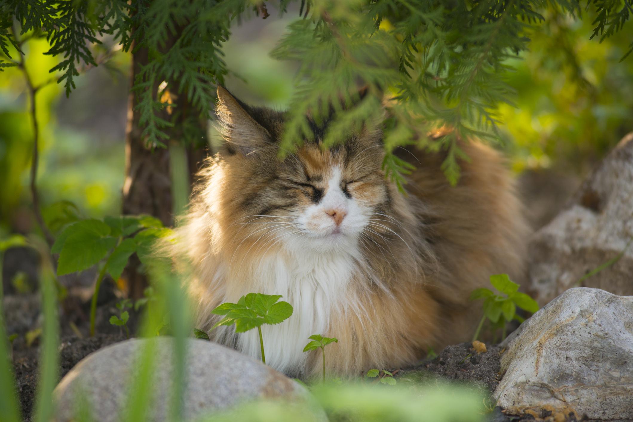 A ginger Kurilian Bobtail lies under a green tree, their eyes are closed and they look content
