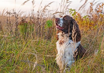 english springer spaniel in a field of grass
