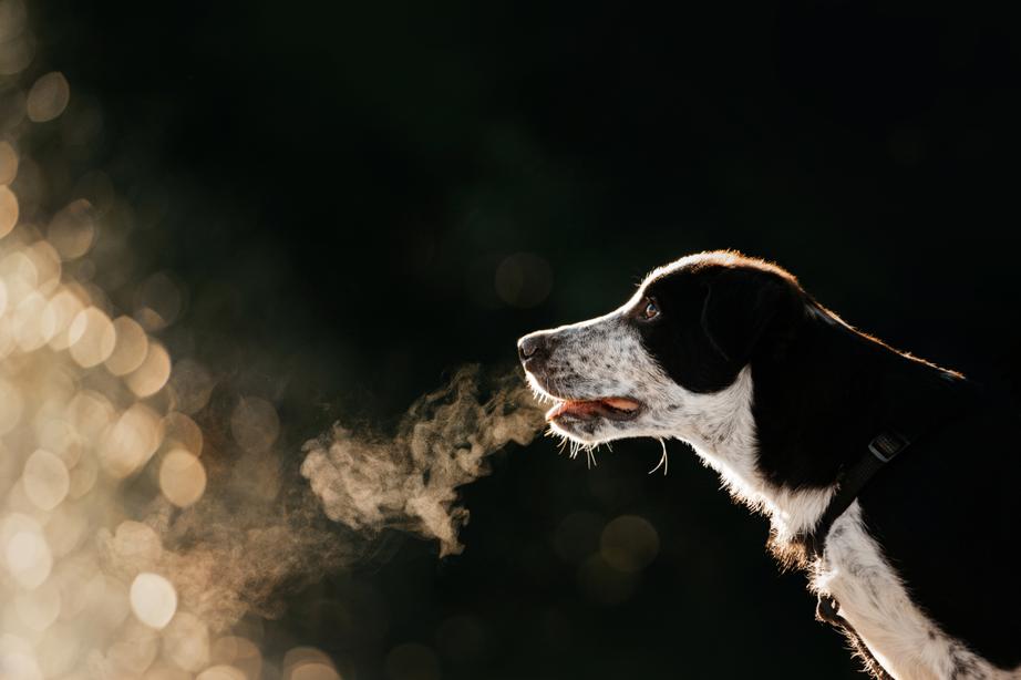 Image of a black-and-white dog breathing in the cold