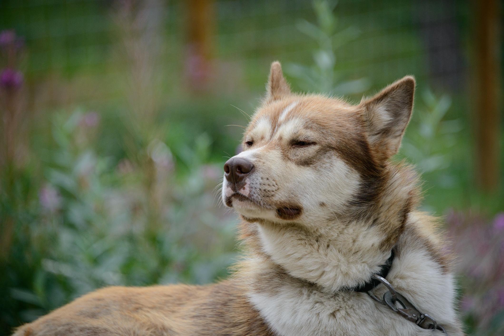 A Husky with a fluffy coat squints contentedly outdoors, surrounded by blurred greenery and flowers.