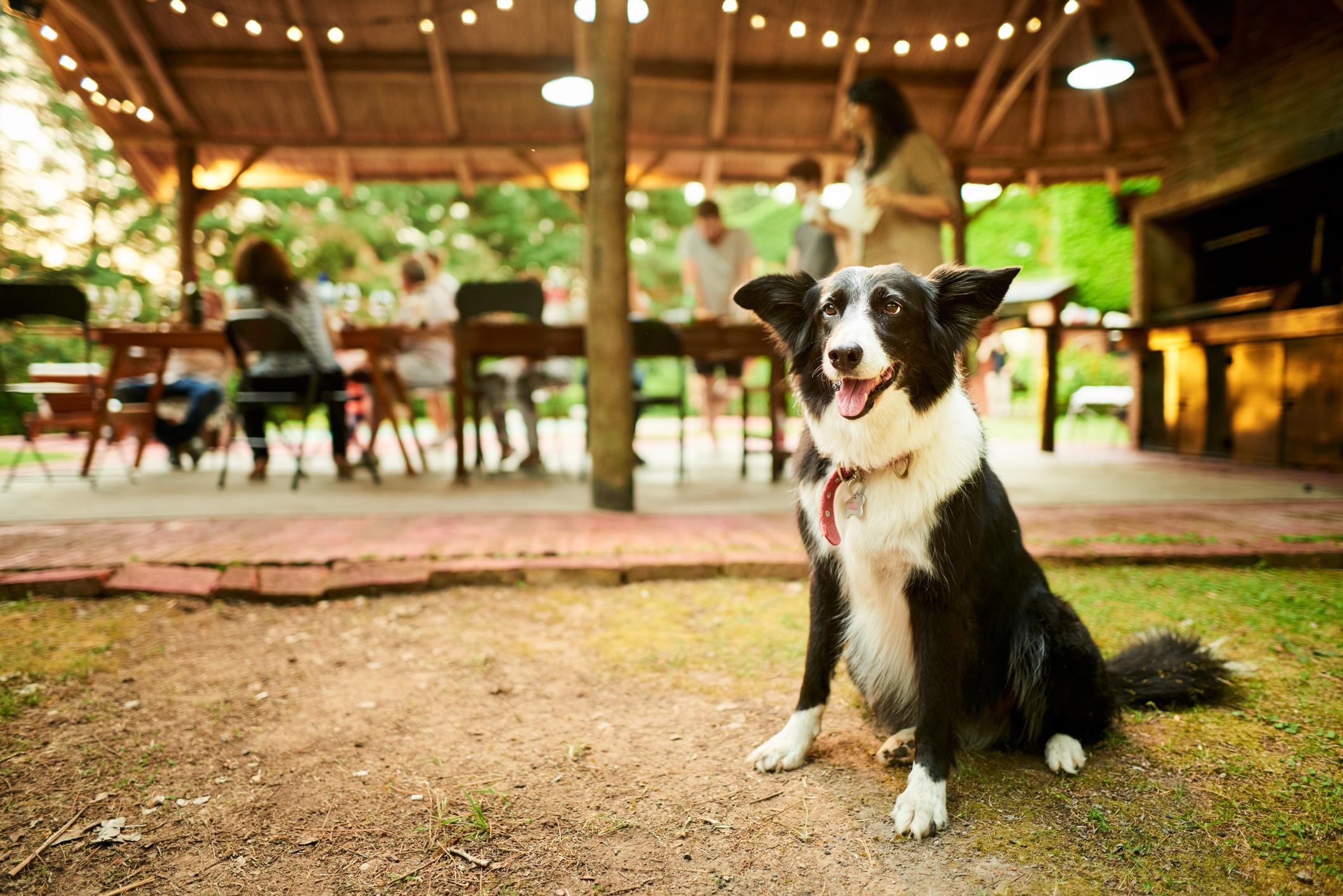 Happy dog sitting in front of a gazebo with string lights, people gathered around a table in the background.
