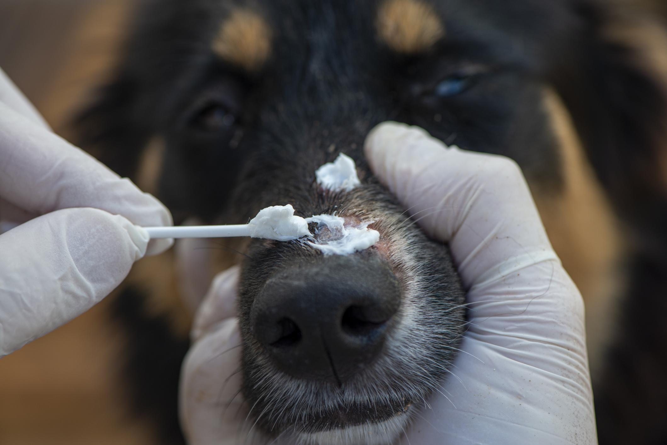 Gloved hands apply ointment to a dog's nose using a swab, focusing on a small wound.