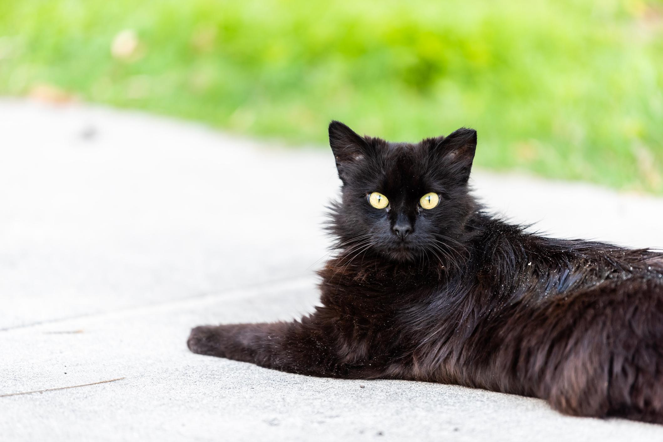 A black cat lies on a pavement outside with dandruff or lice in their fur