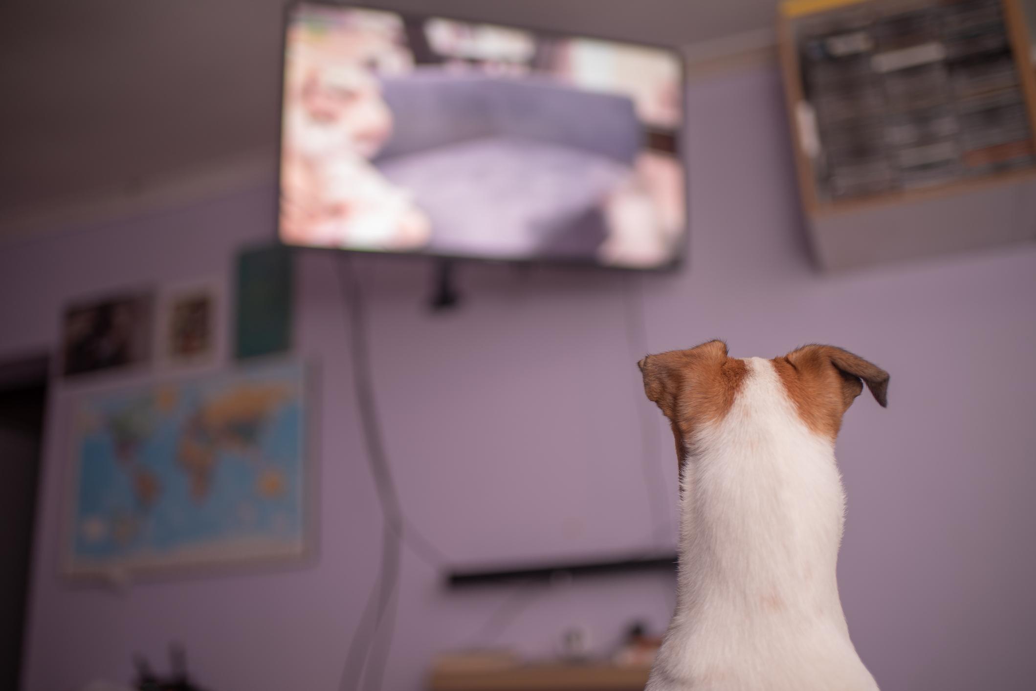 Image of the back of a Jack Russell's head as they watch TV