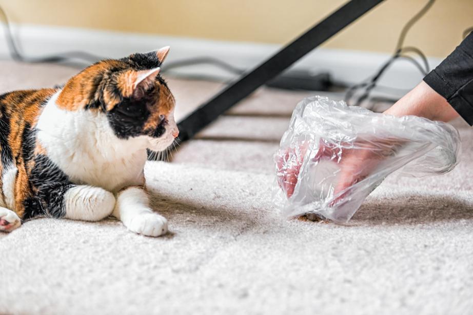 A ginger, black and white cat looks on as their owner picks up a hairball with a plastic bag