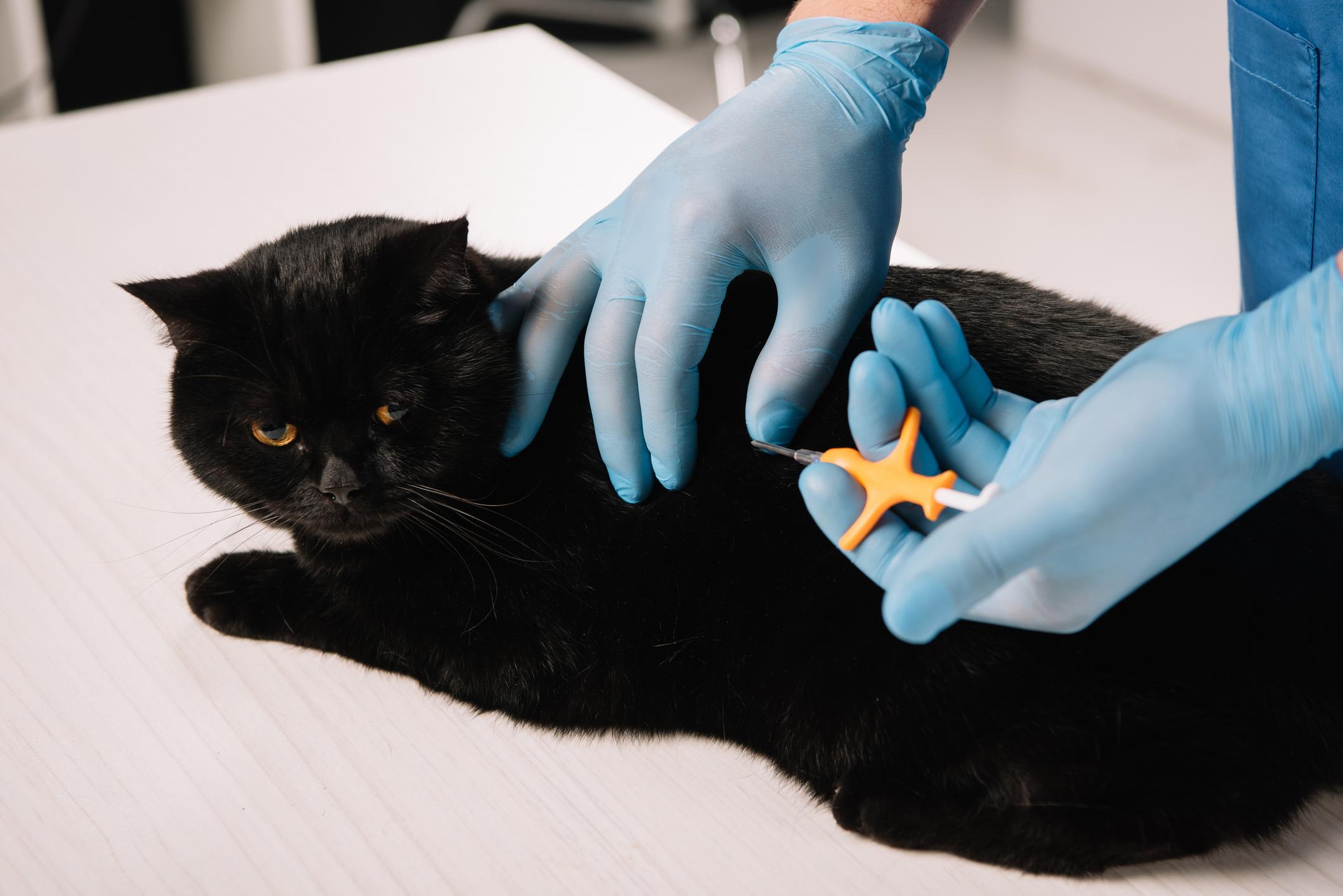 A black cat receives an injection from a veterinarian wearing blue gloves, on a white table.