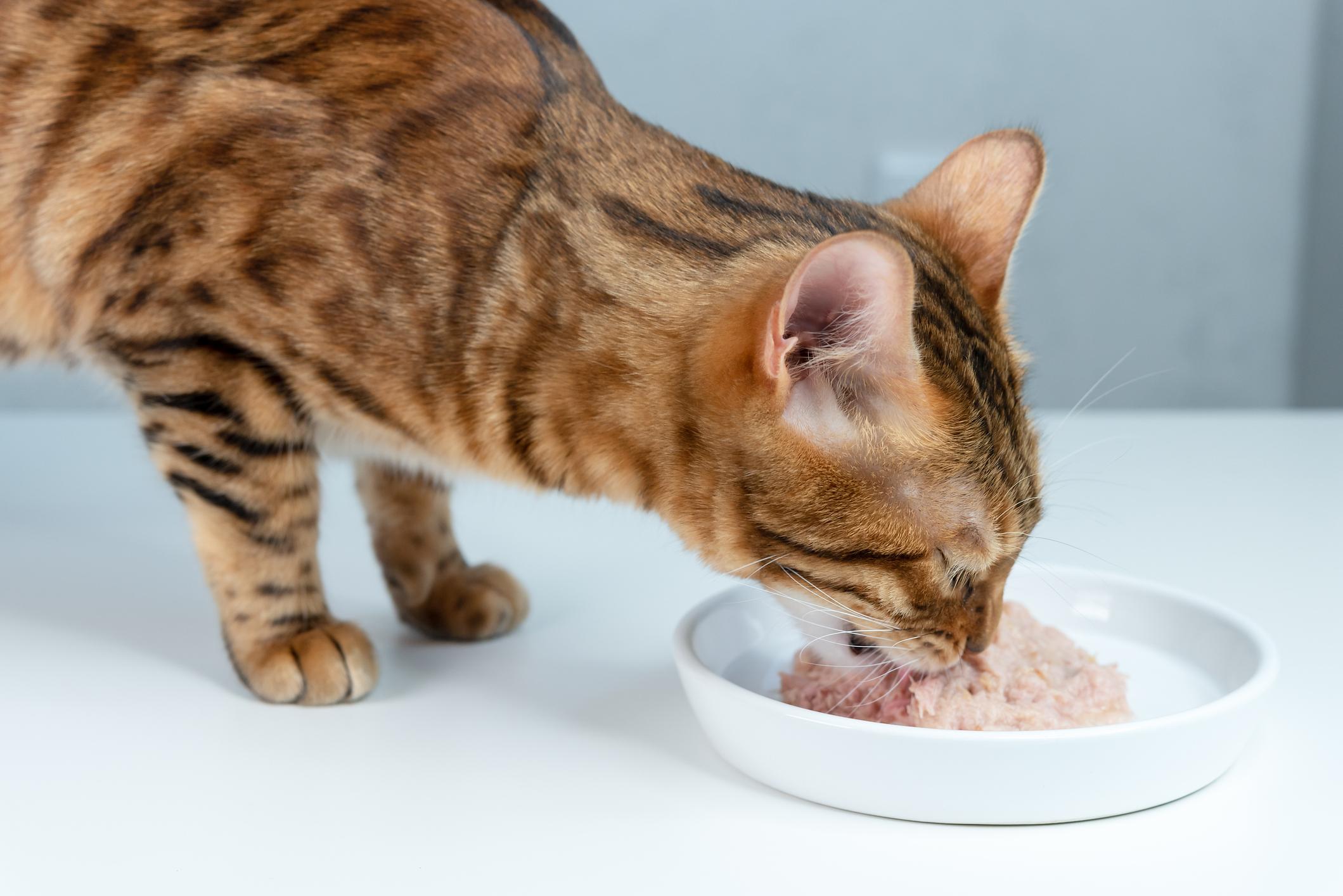 A brown tabby cat eating wet food from a white dish on a white table.