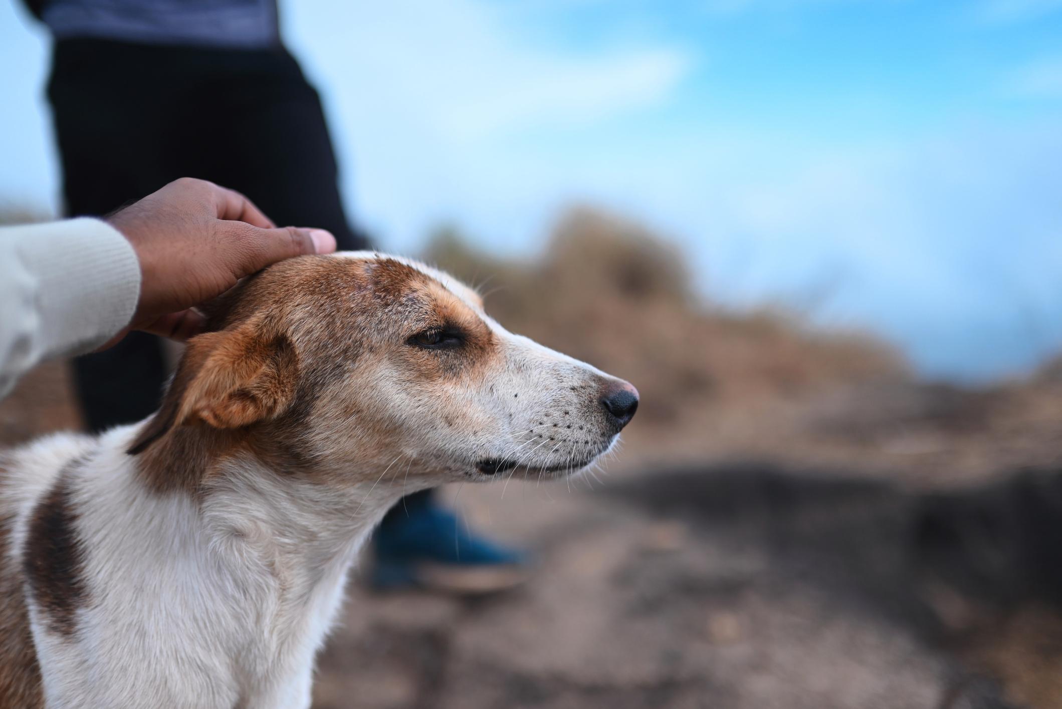 A person petting a calm brown and white Jack Russel outdoors, with a blurred background of blue sky and grassy terrain.