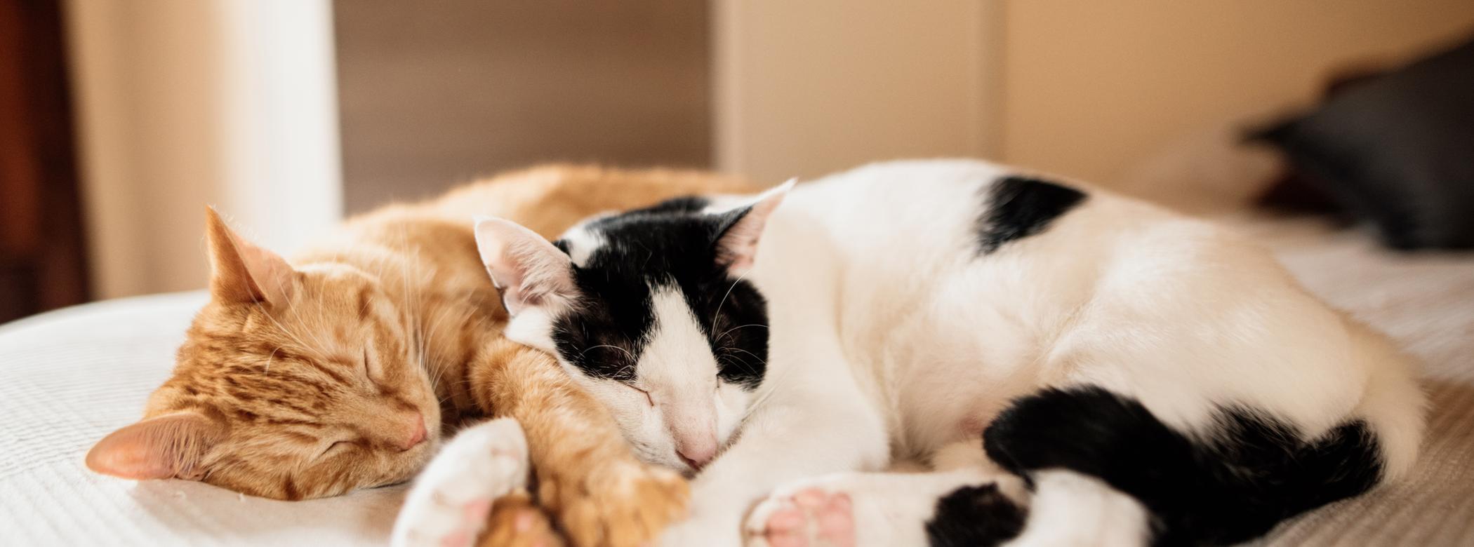 A ginger and white-and-black cat both sleep closely together on a bed