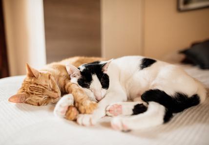 A ginger and white-and-black cat both sleep closely together on a bed