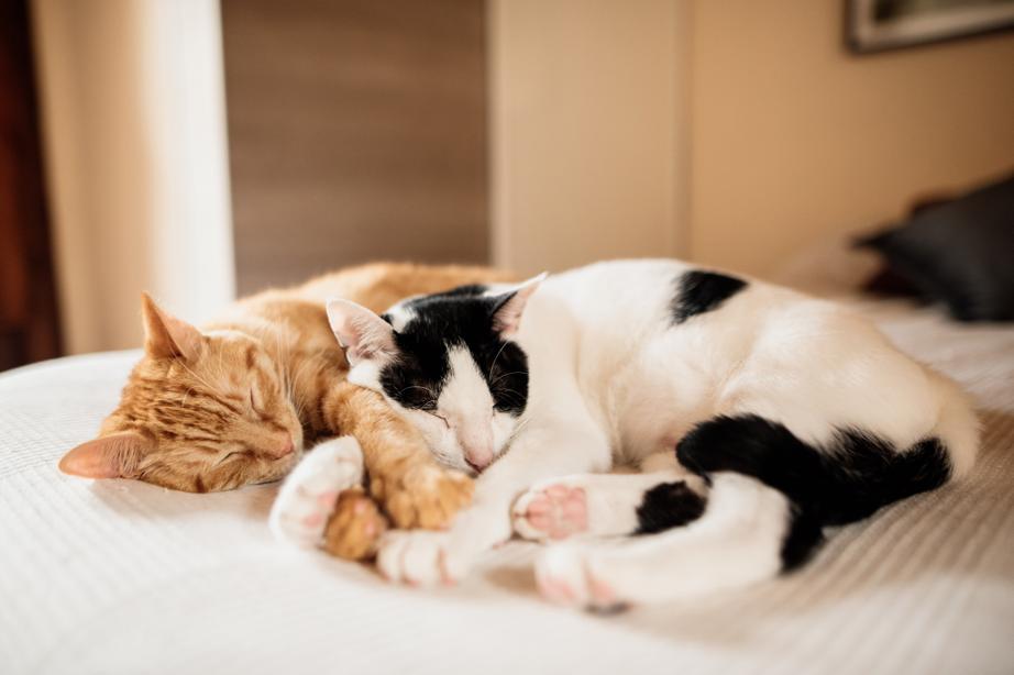 A ginger and white-and-black cat both sleep closely together on a bed