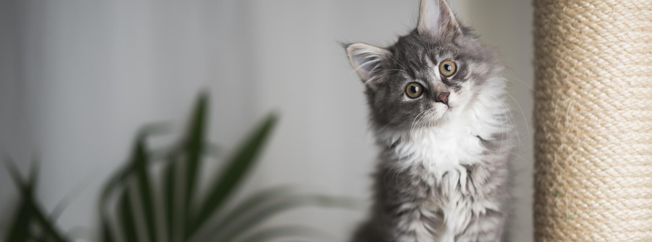 A grey kitten looks into the camera with their head to the side as they sit on a cat tree